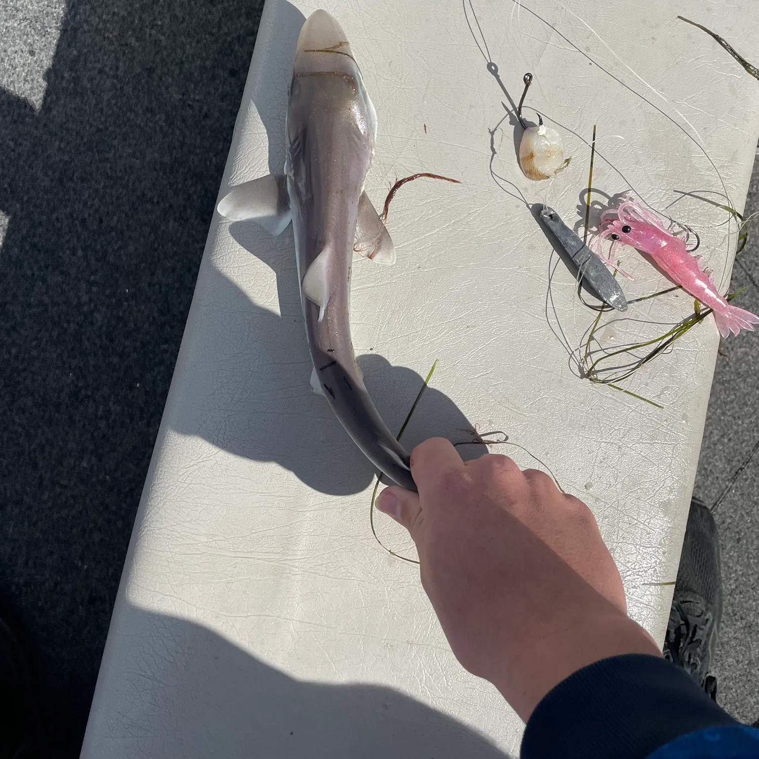 The most recent Tope shark catches on Fishbrain