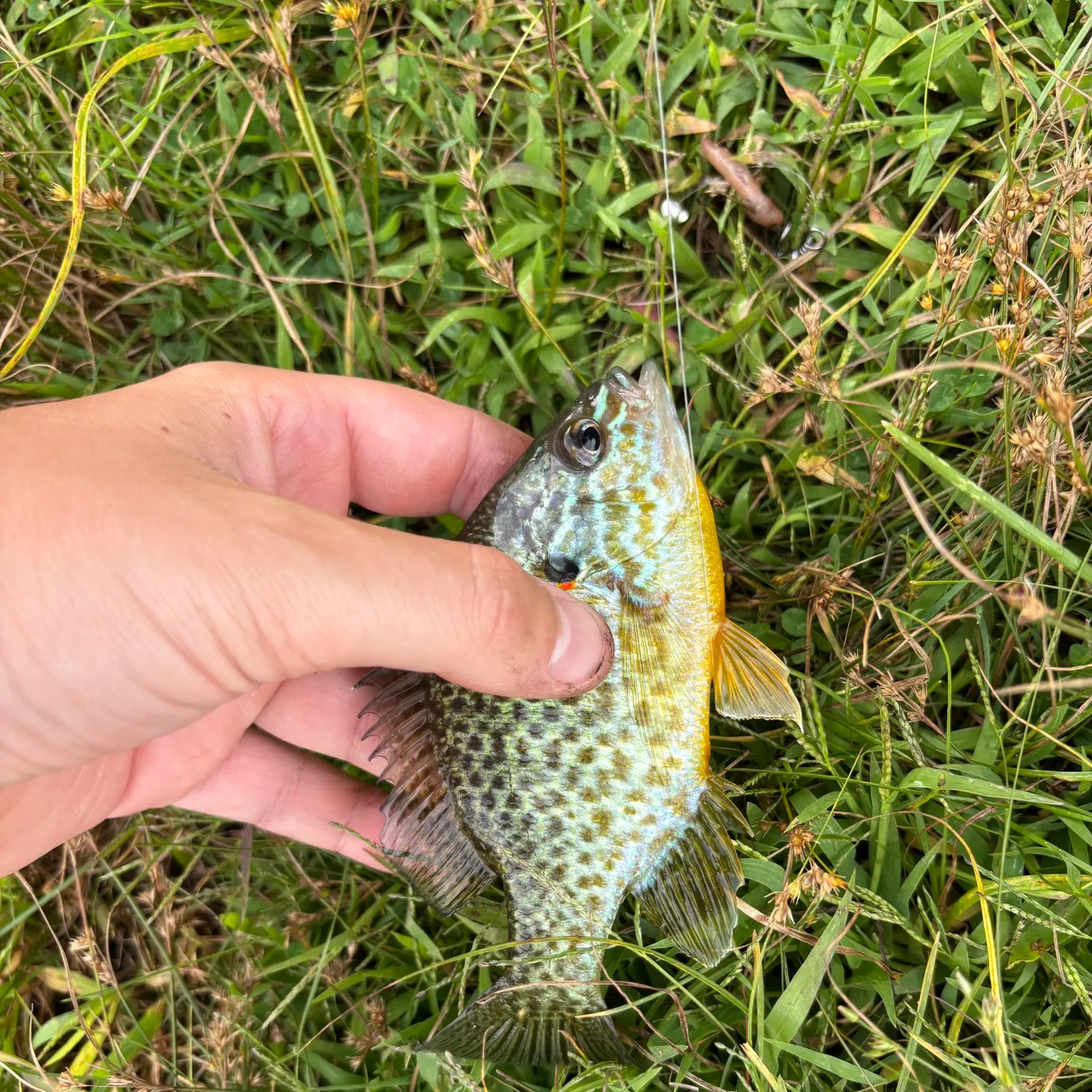 Pumpkinseed caught on Fishbrain