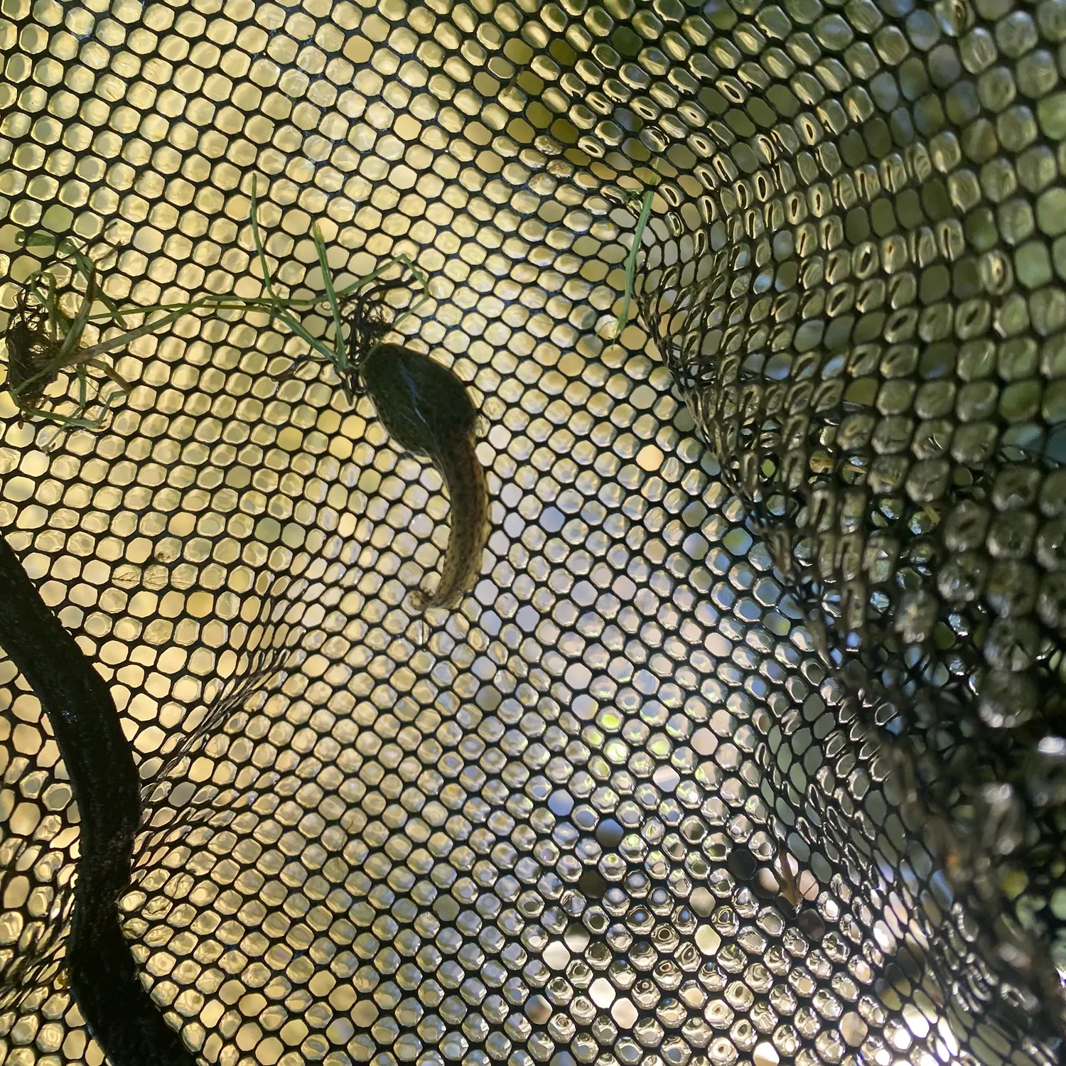 The most recent Tadpole madtom catches on Fishbrain