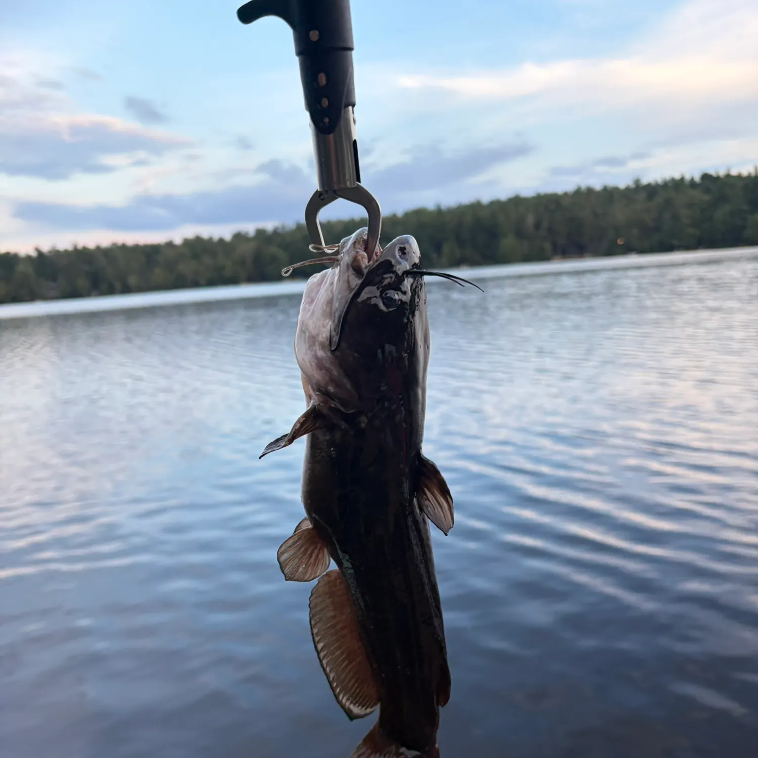 Black bullhead caught on Fishbrain