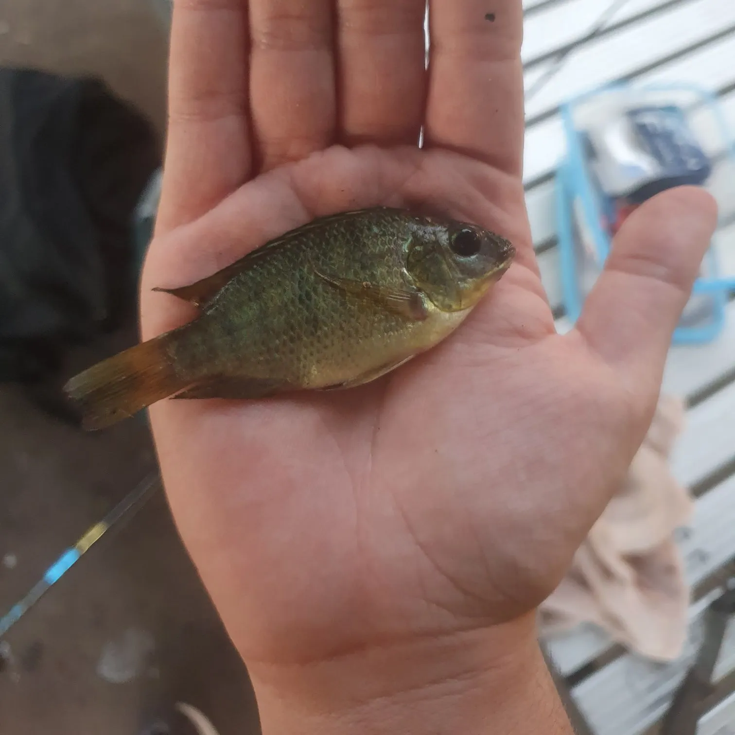 The most recent Mozambique tilapia catches on Fishbrain