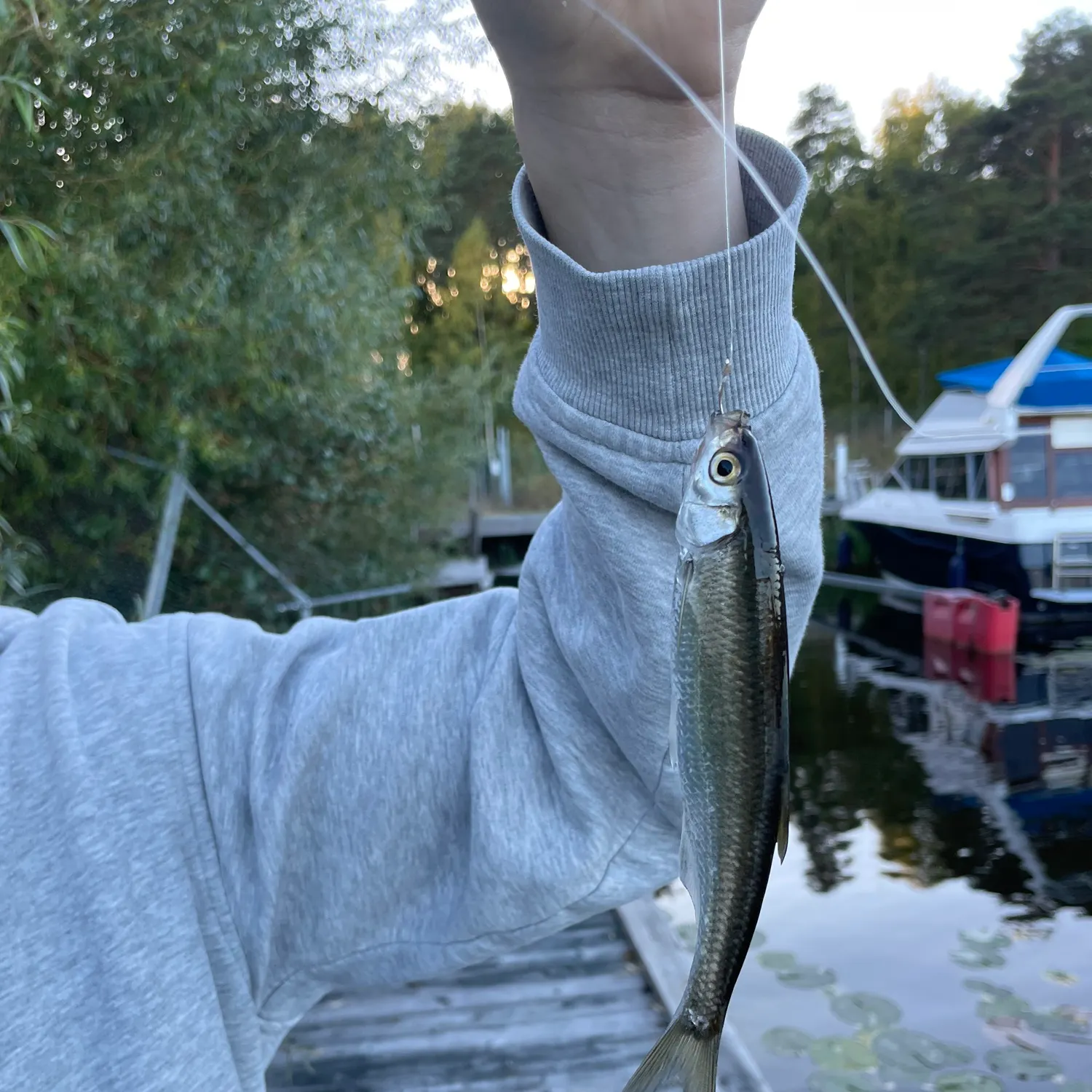 Vendace caught on Fishbrain