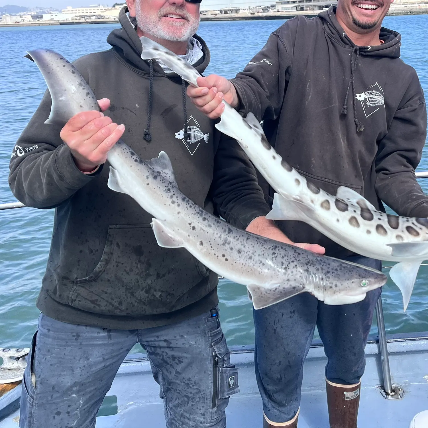 The most recent Broadnose sevengill shark catches on Fishbrain