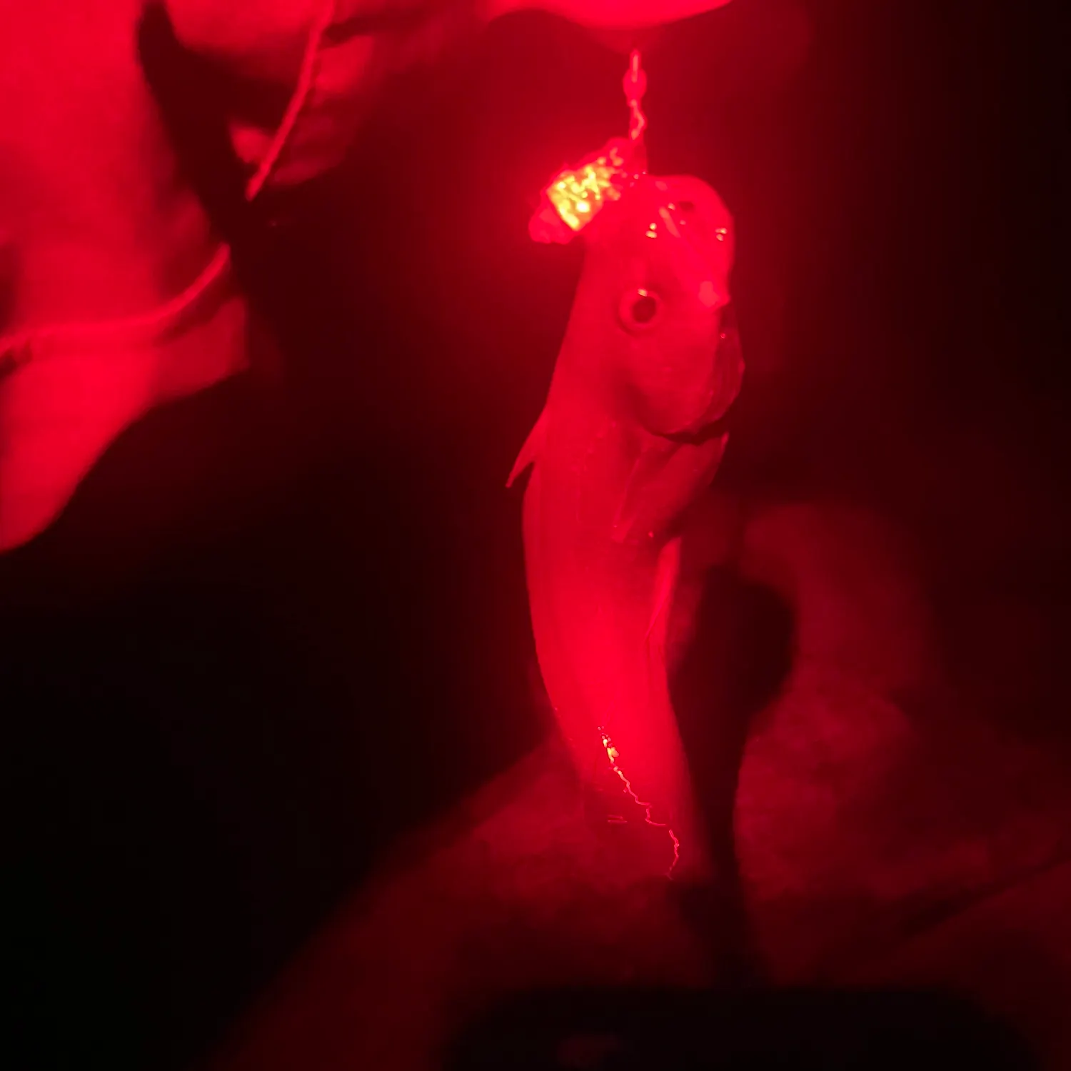 The most recent Japanese codling catches on Fishbrain