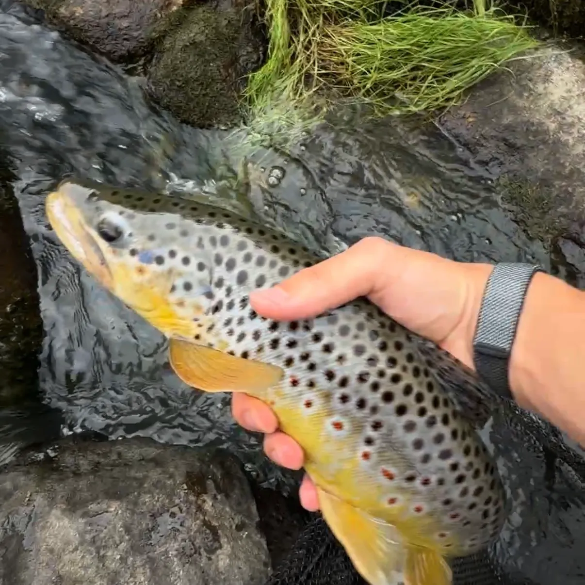 Brown trout caught on Fishbrain