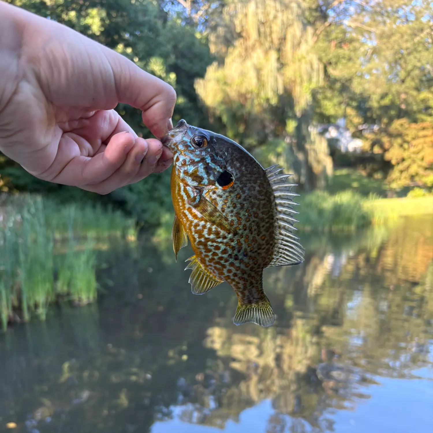 Pumpkinseed caught on Fishbrain