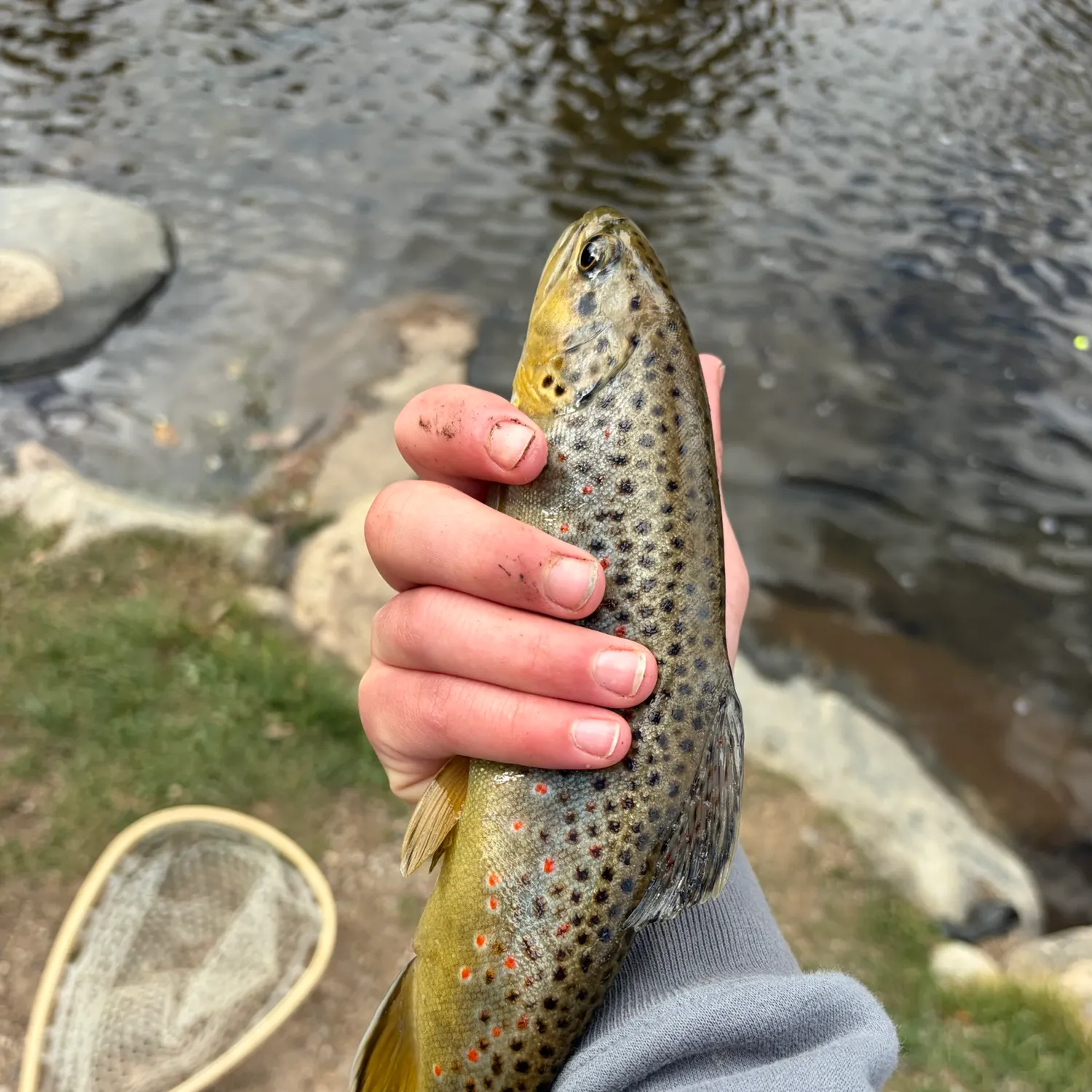 Brown trout caught on Fishbrain
