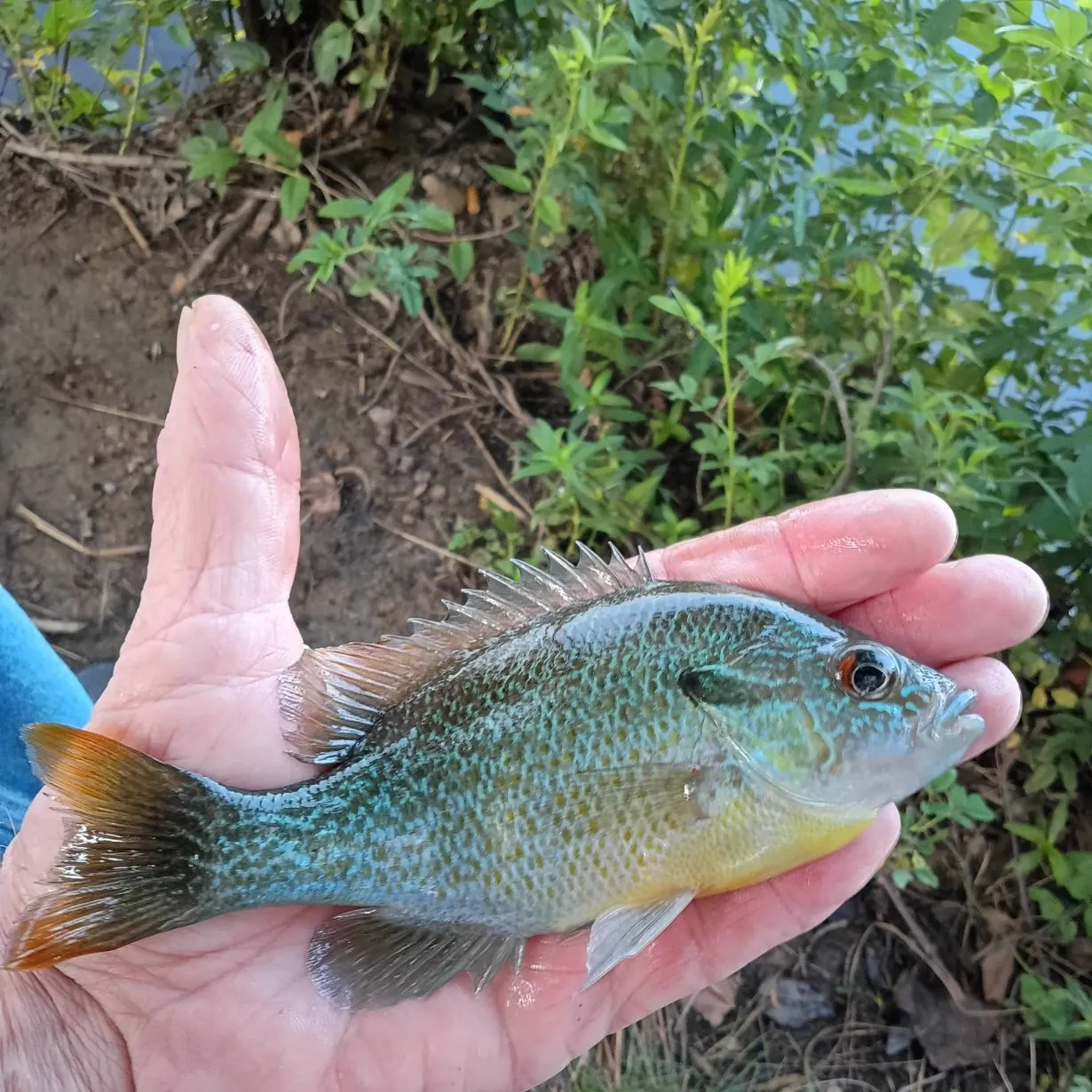 Redbreast sunfish caught on Fishbrain