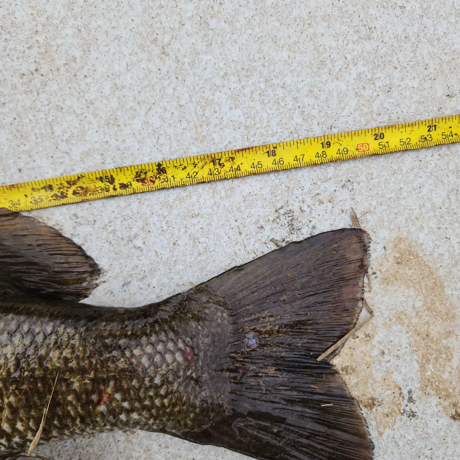 Smallmouth bass caught on Fishbrain