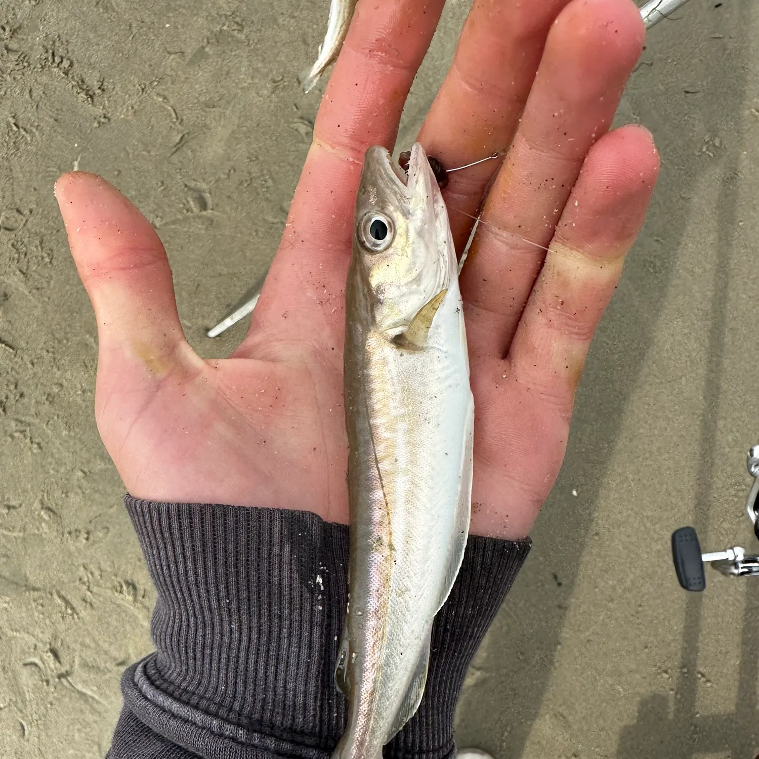 Whiting caught on Fishbrain