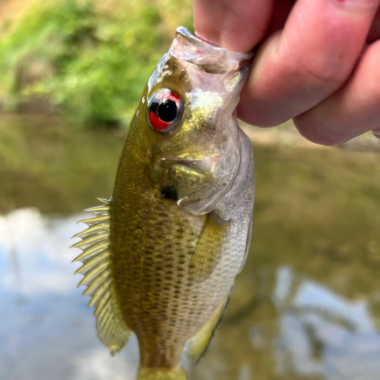 Rock bass caught on Fishbrain