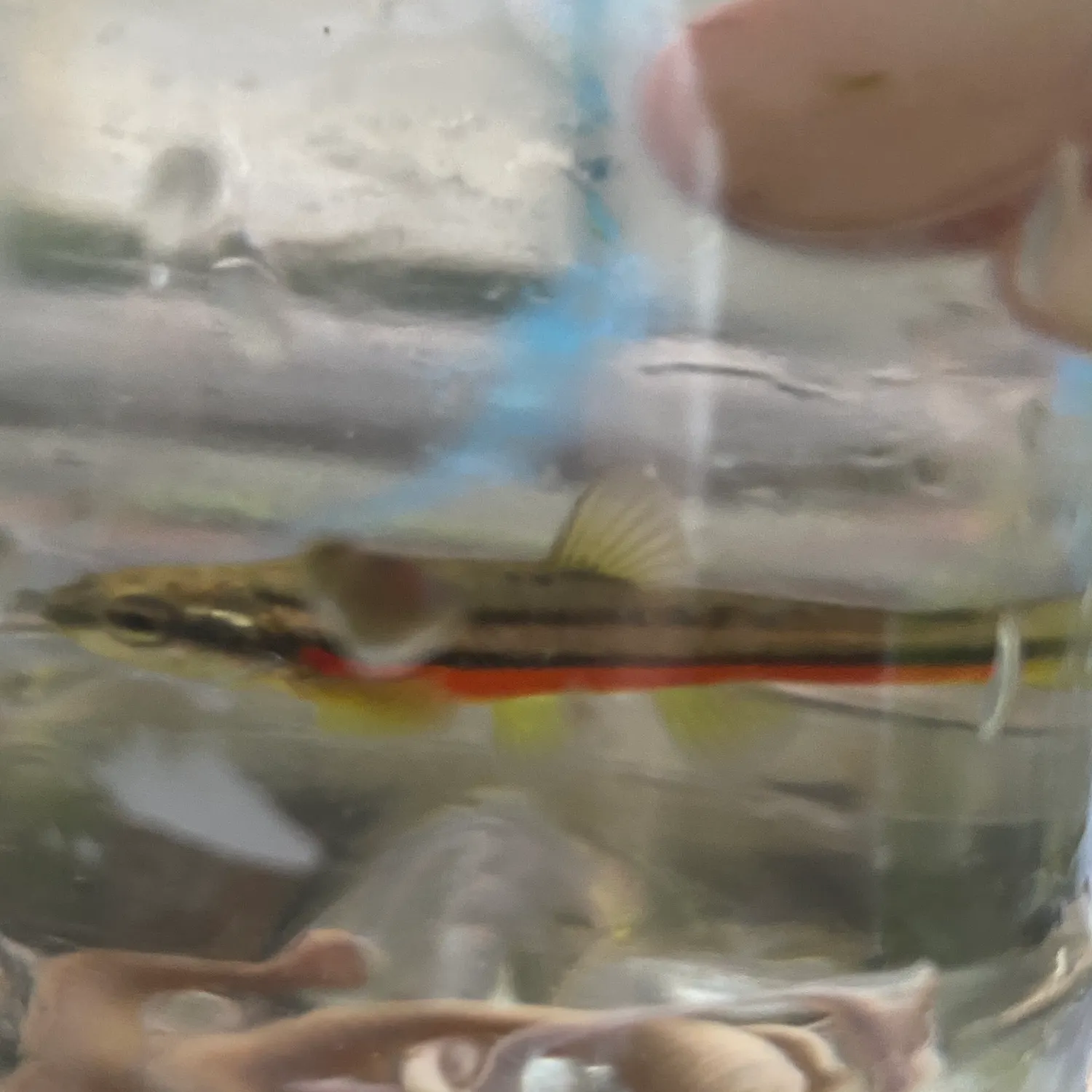 The most recent Northern redbelly dace catches on Fishbrain
