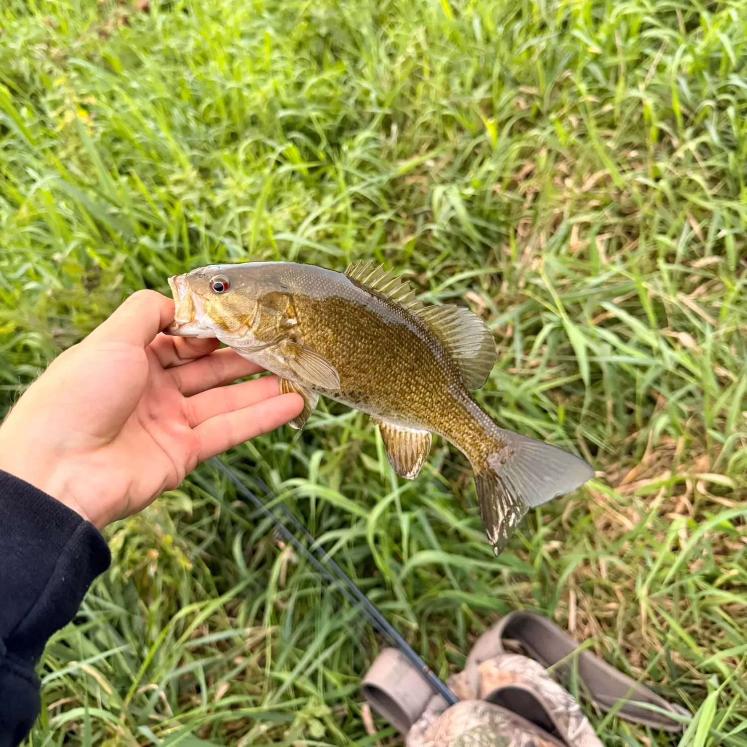 Smallmouth bass caught on Fishbrain