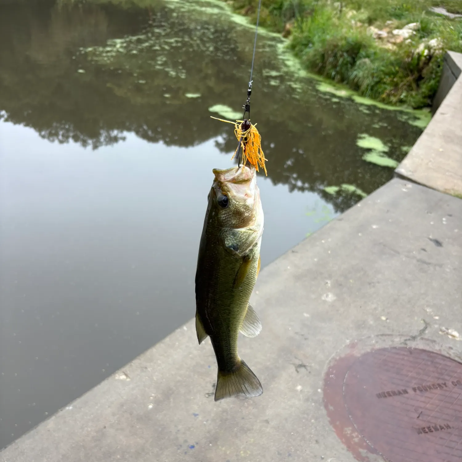 Largemouth bass caught on Fishbrain