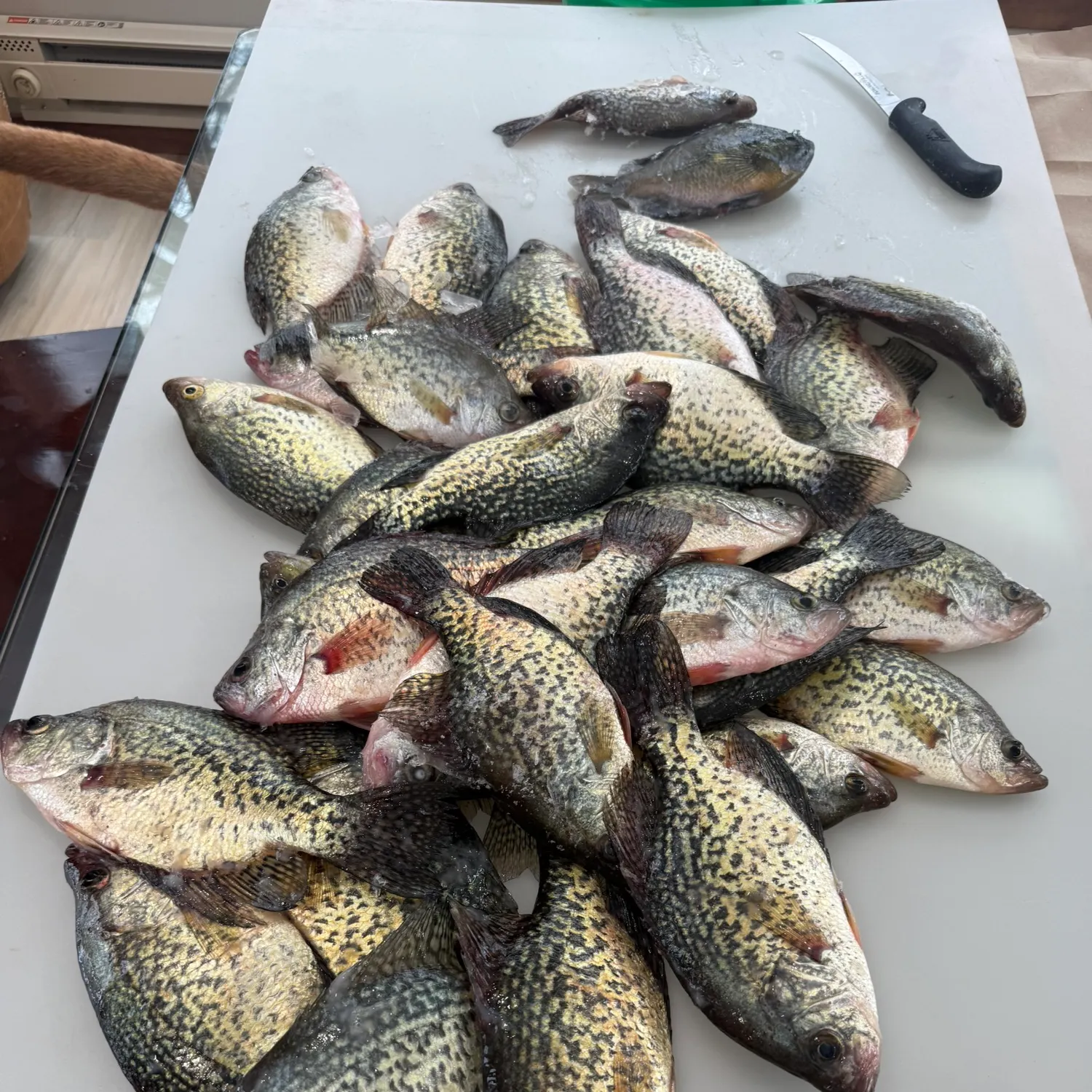 recently logged catches