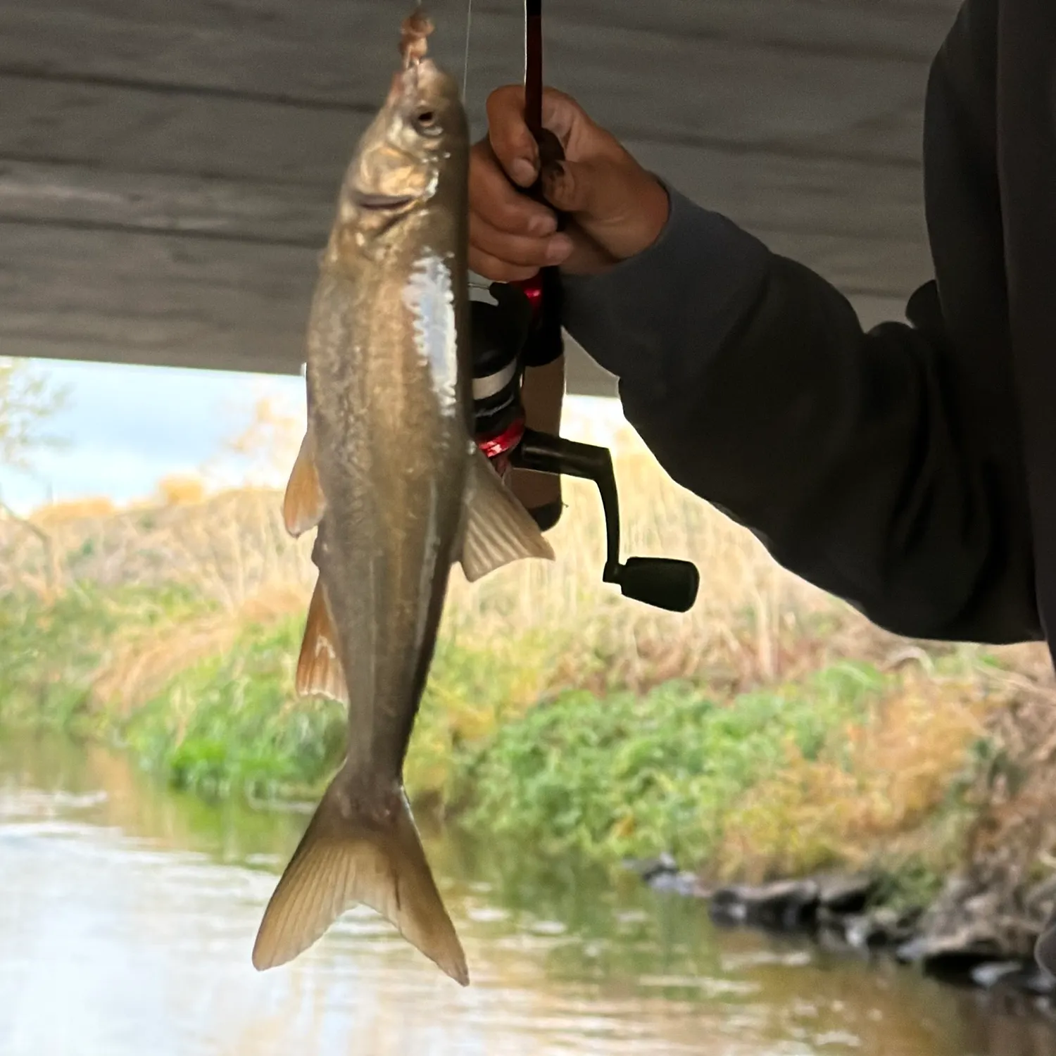 Chiselmouth caught on Fishbrain
