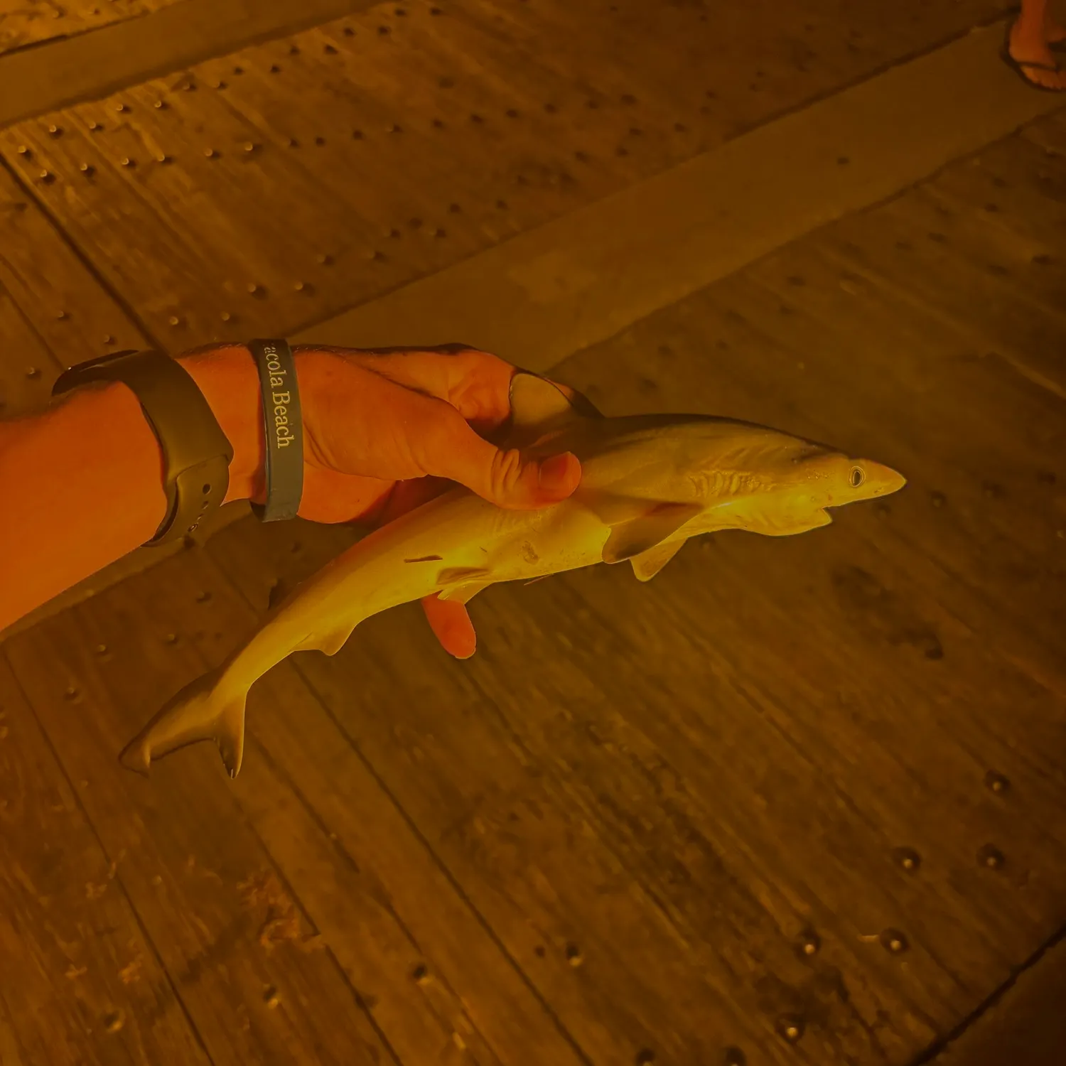 The most recent Blacknose shark catches on Fishbrain
