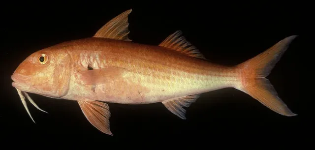 Orange goatfish