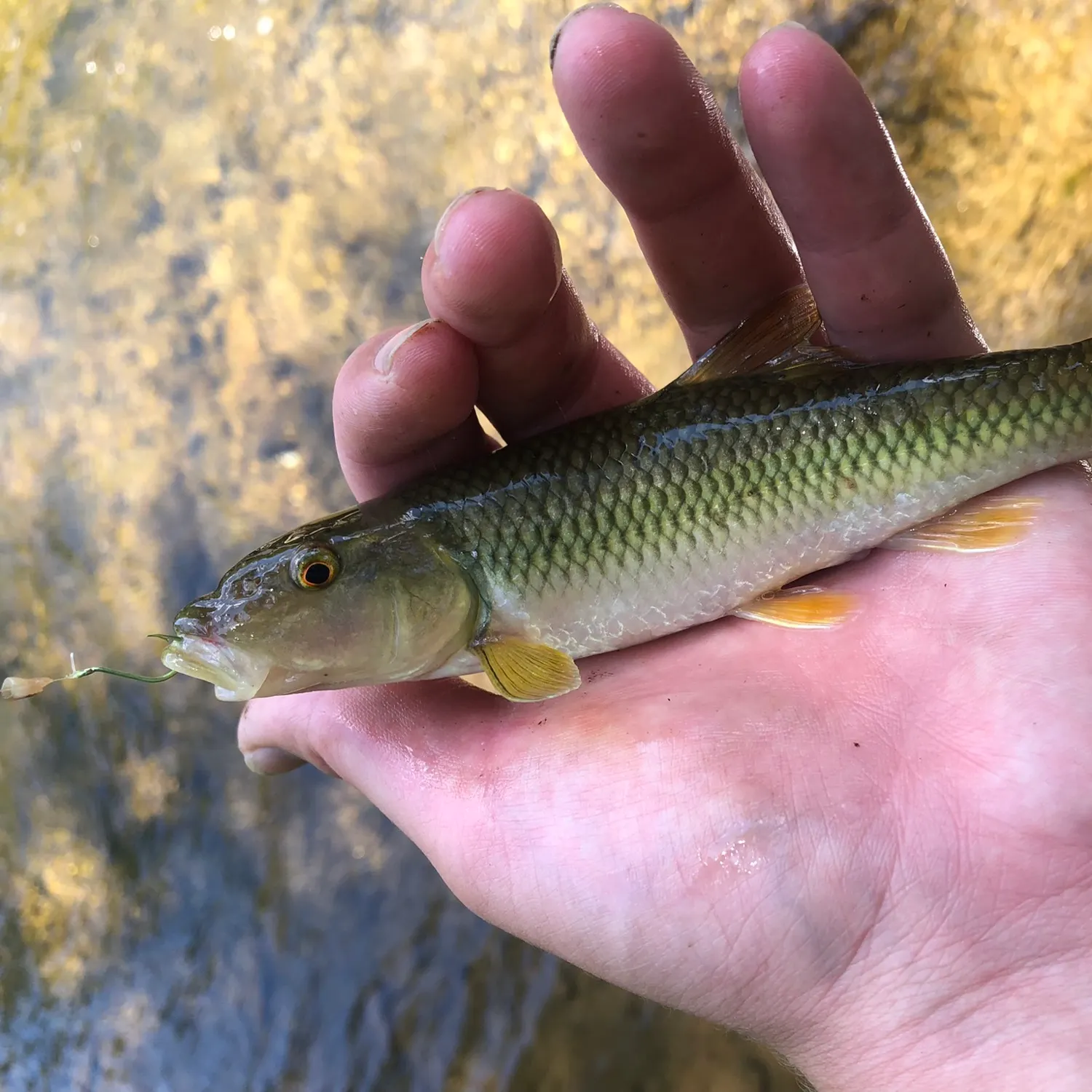 River chub caught on Fishbrain