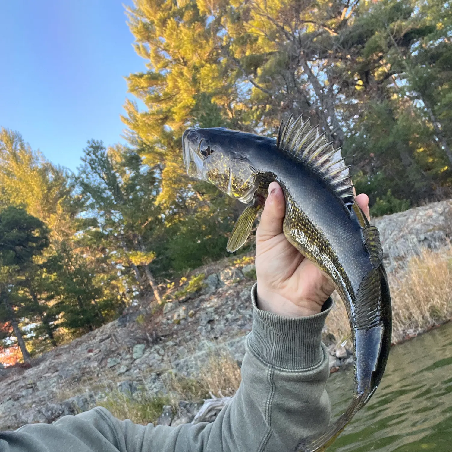 Walleye caught on Fishbrain