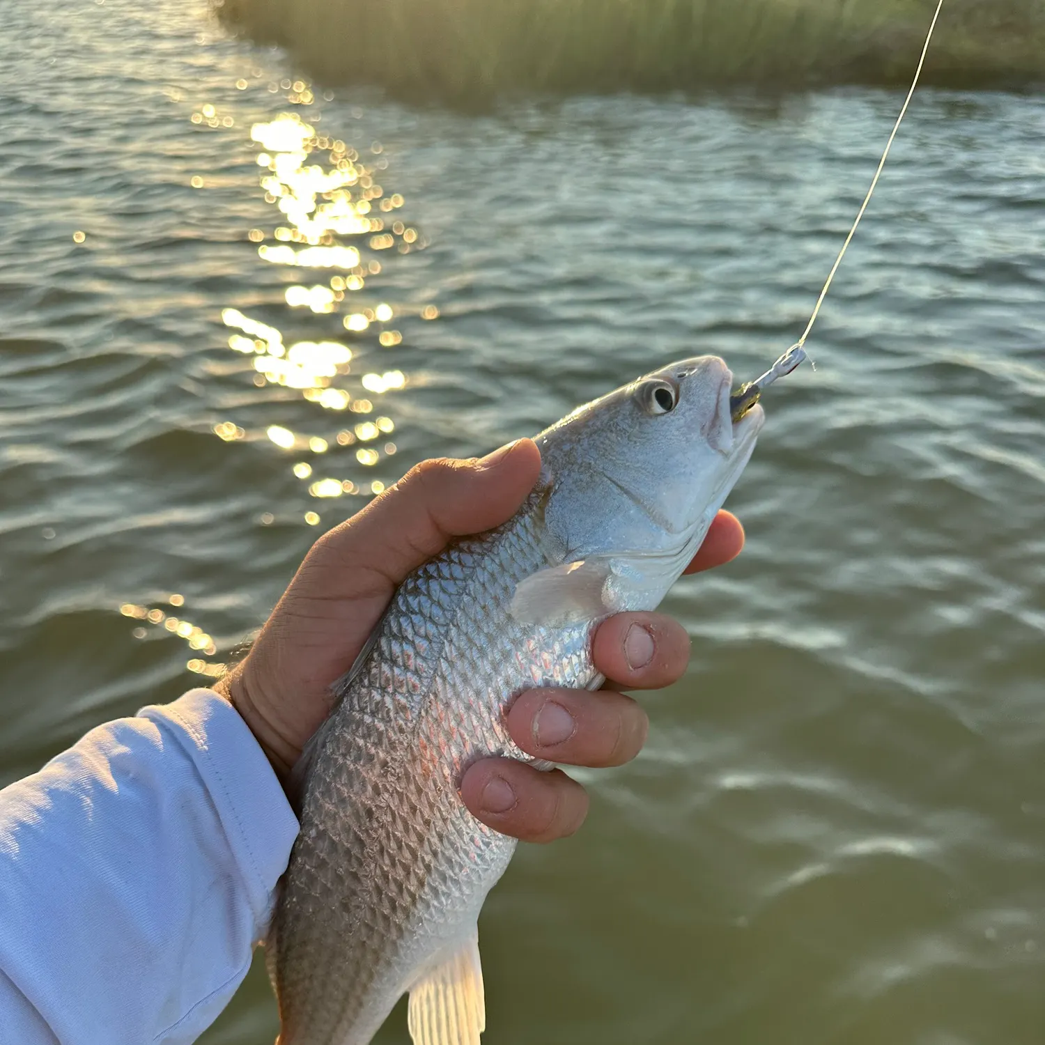 Red drum caught on Fishbrain