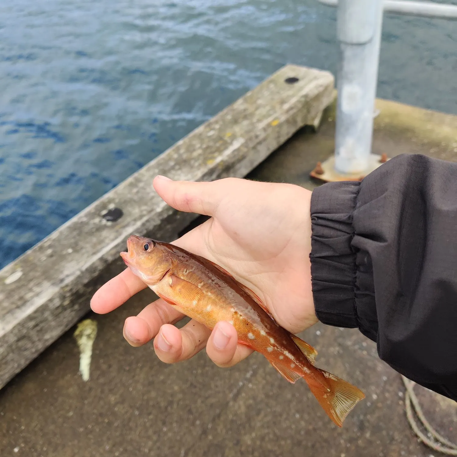 Atlantic cod caught on Fishbrain