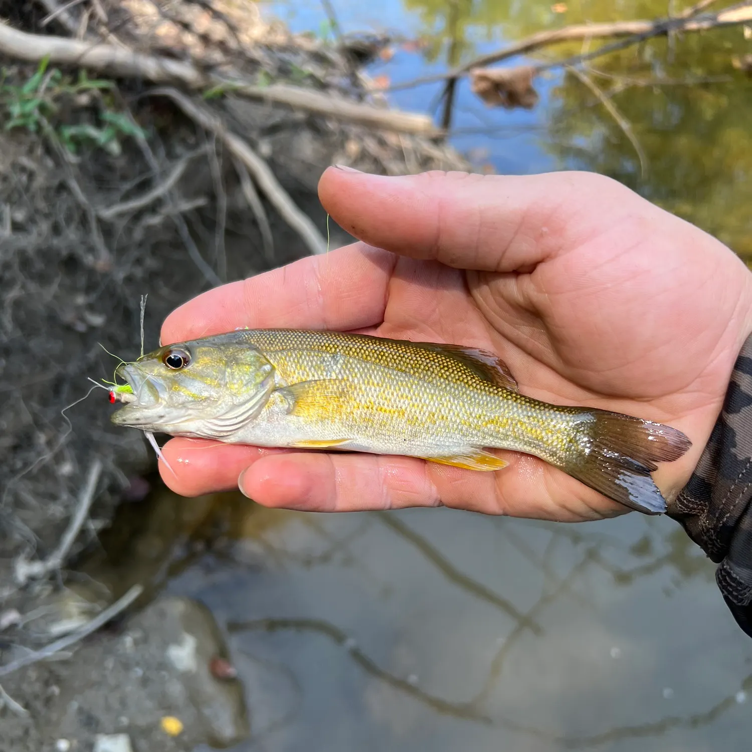 Smallmouth bass caught on Fishbrain