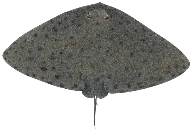 Backwater butterfly ray