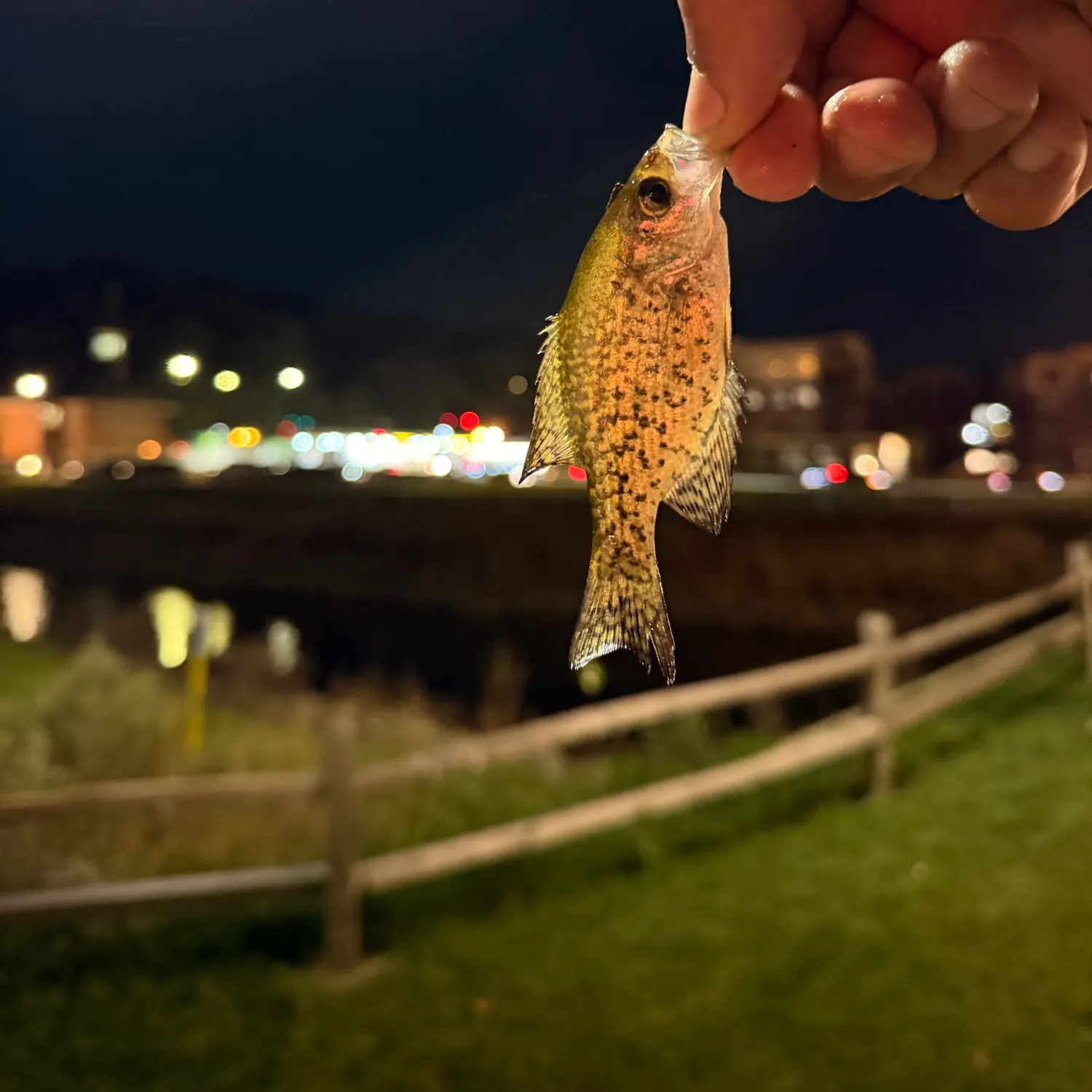 Black crappie caught on Fishbrain