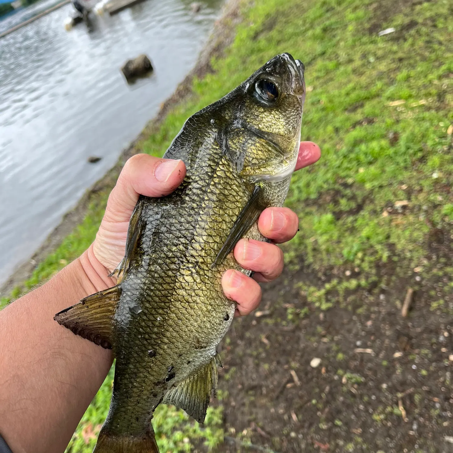 The most recent White perch catches on Fishbrain