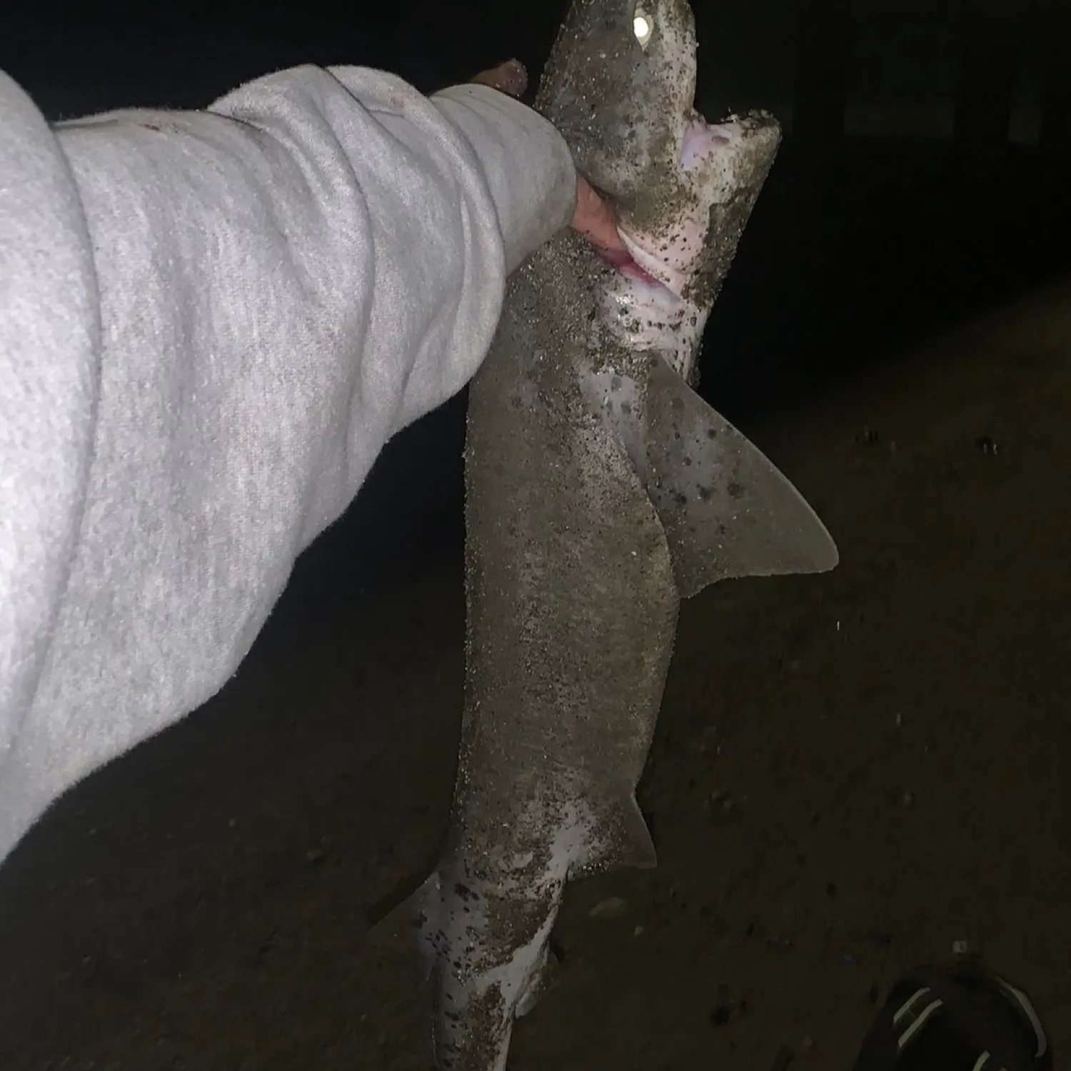 The most popular recent Broadnose sevengill shark catch on Fishbrain
