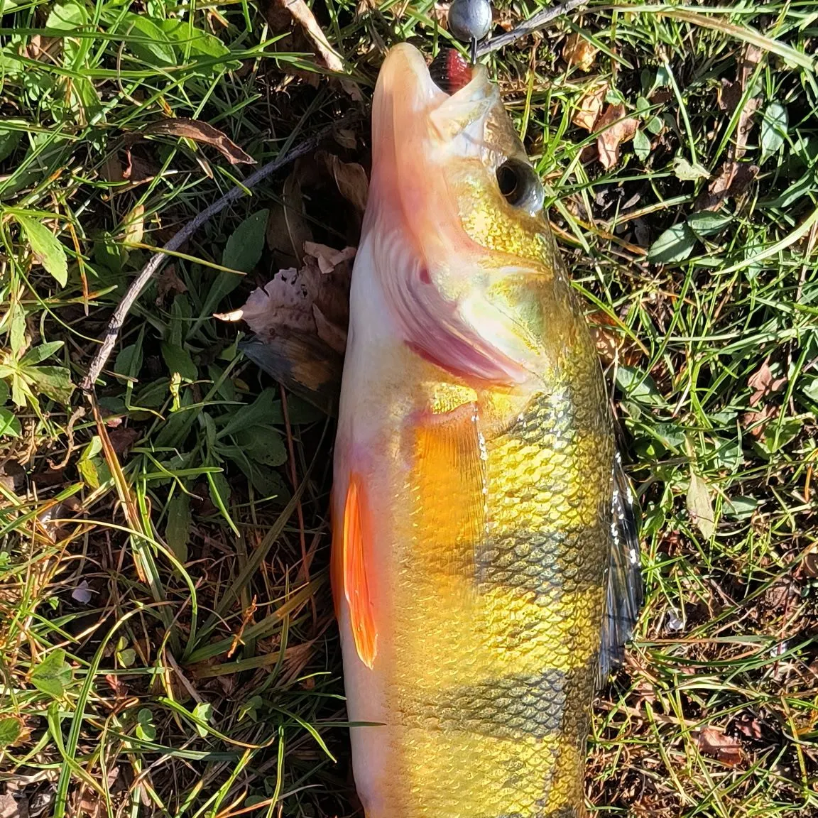 Yellow perch caught on Fishbrain