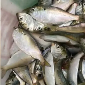 Atlantic menhaden caught on Fishbrain