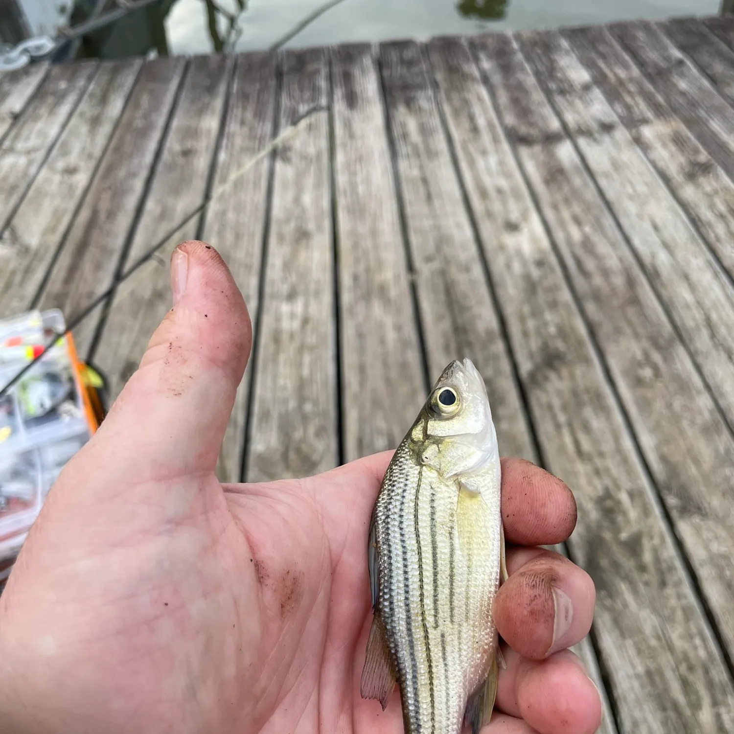 Yellow bass caught on Fishbrain