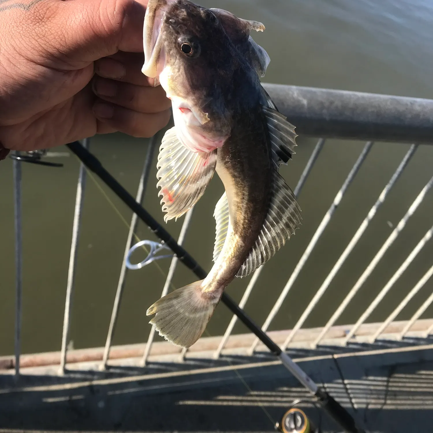 The most recent Prickly sculpin catches on Fishbrain
