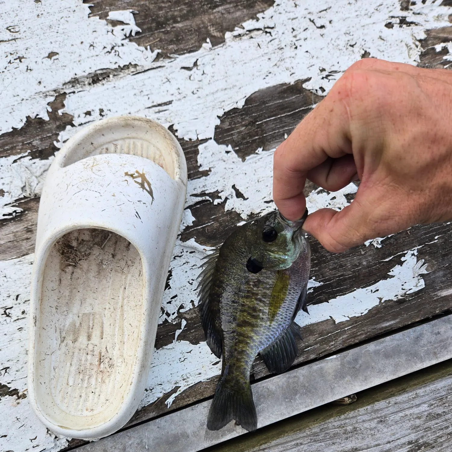 Bluegill caught on Fishbrain