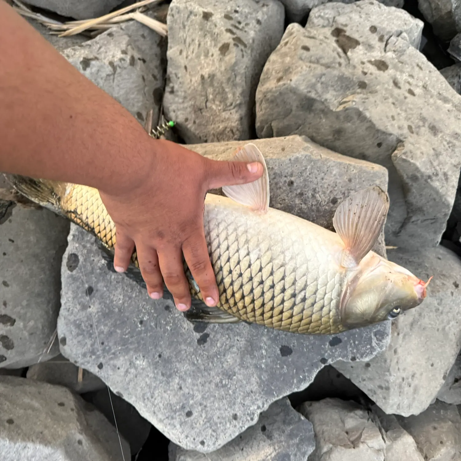 Common carp caught on Fishbrain