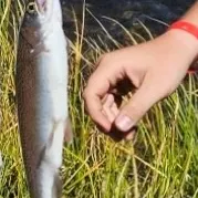Rainbow trout caught on Fishbrain