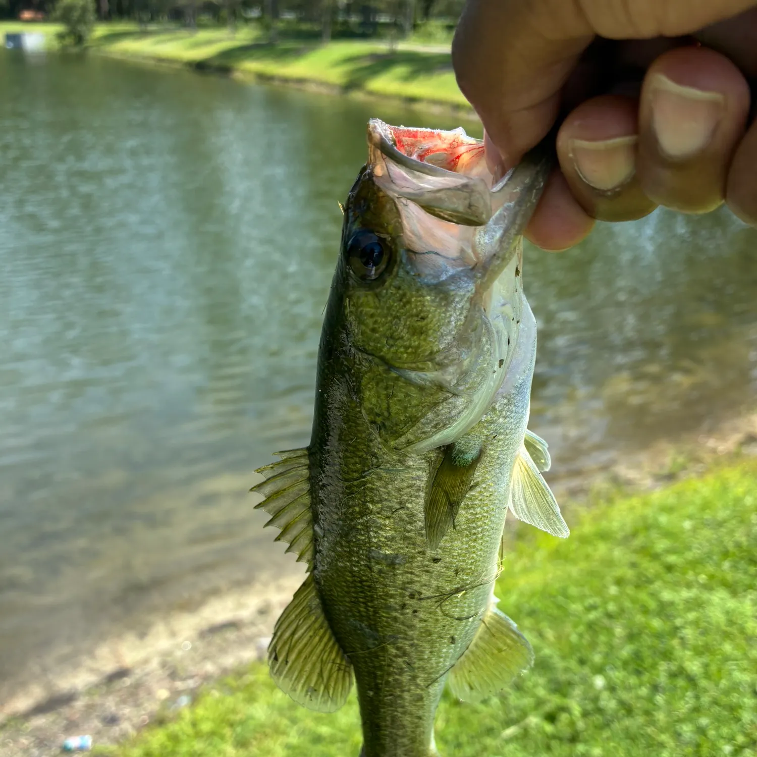 Largemouth bass caught on Fishbrain