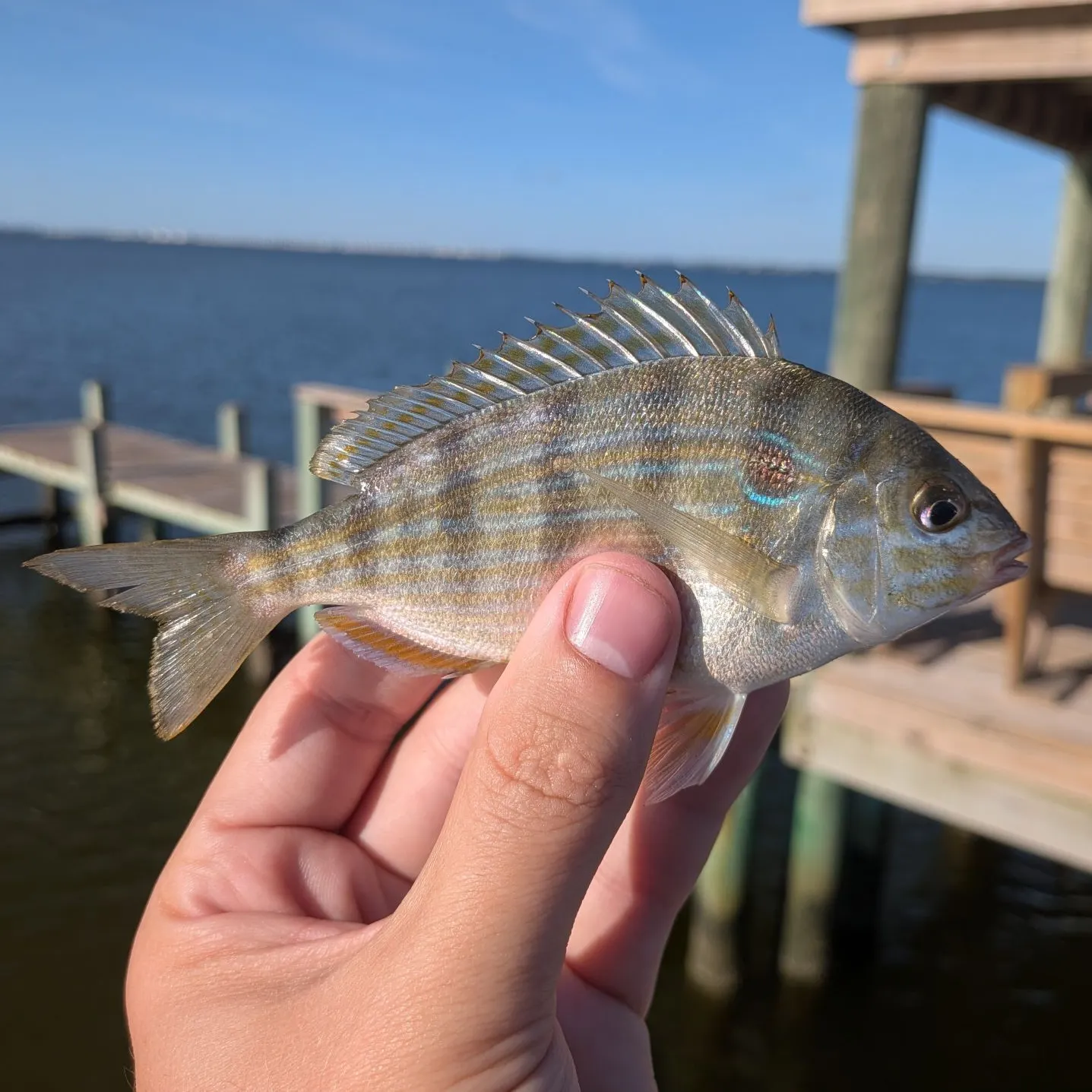 Pinfish caught on Fishbrain