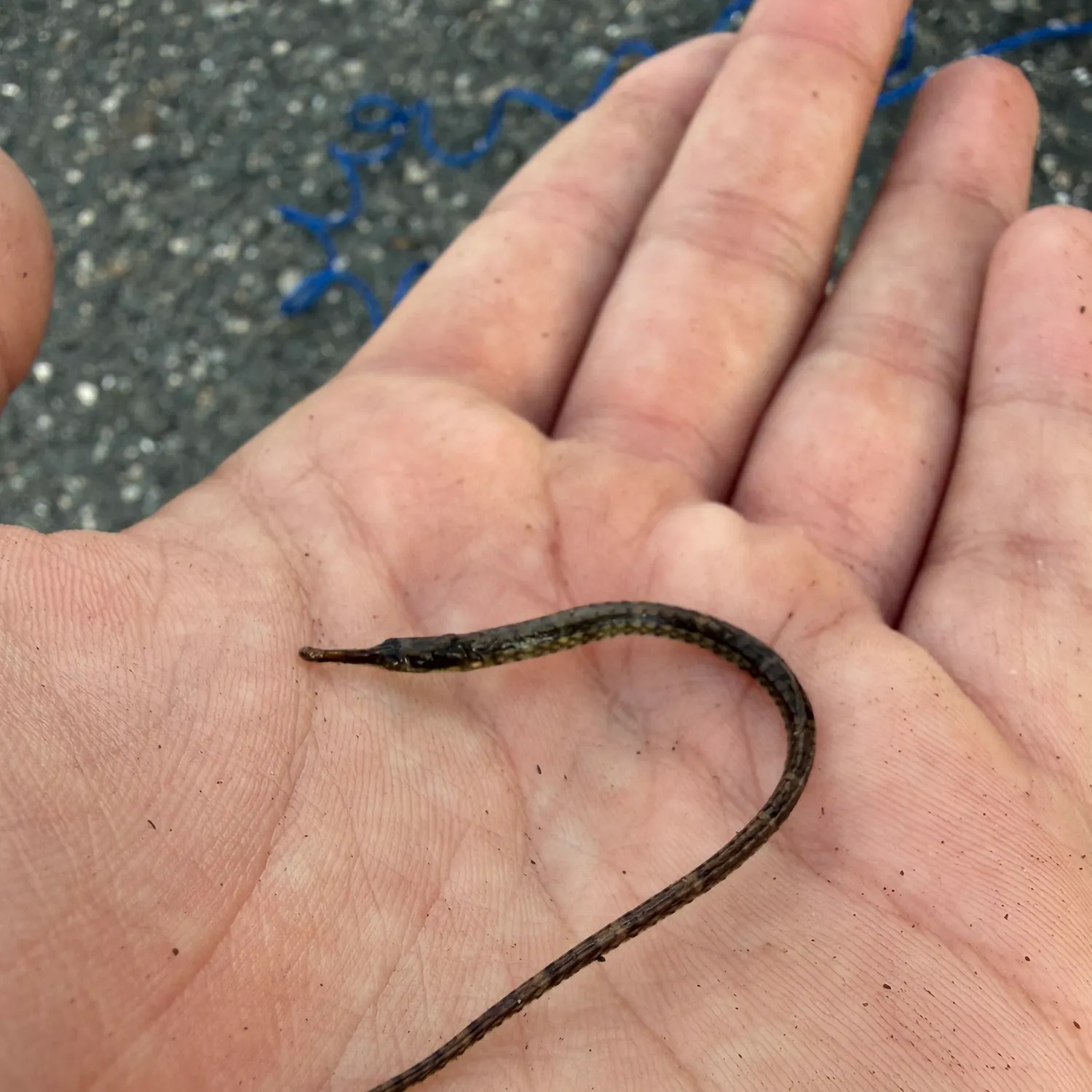 The most recent Northern pipefish catches on Fishbrain