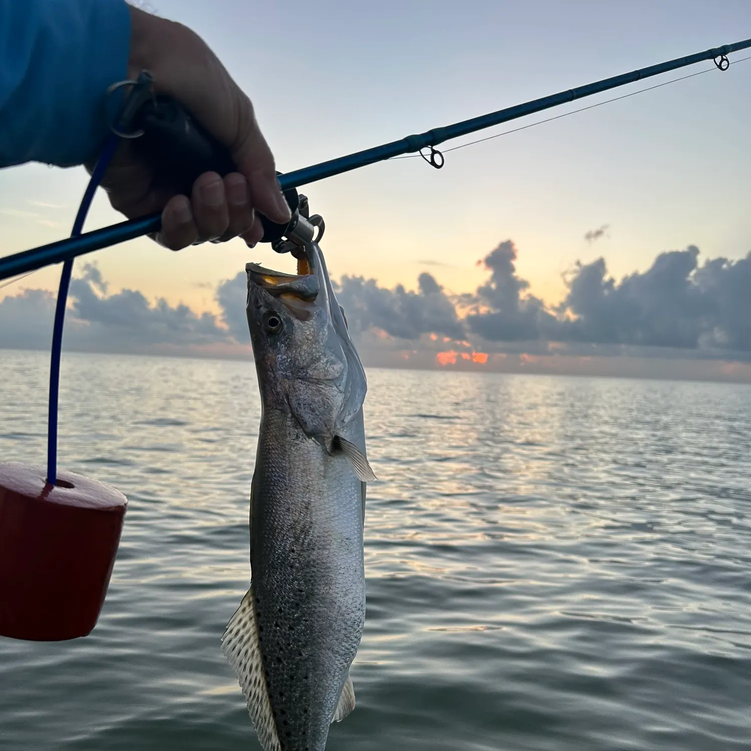 Spotted seatrout caught on Fishbrain