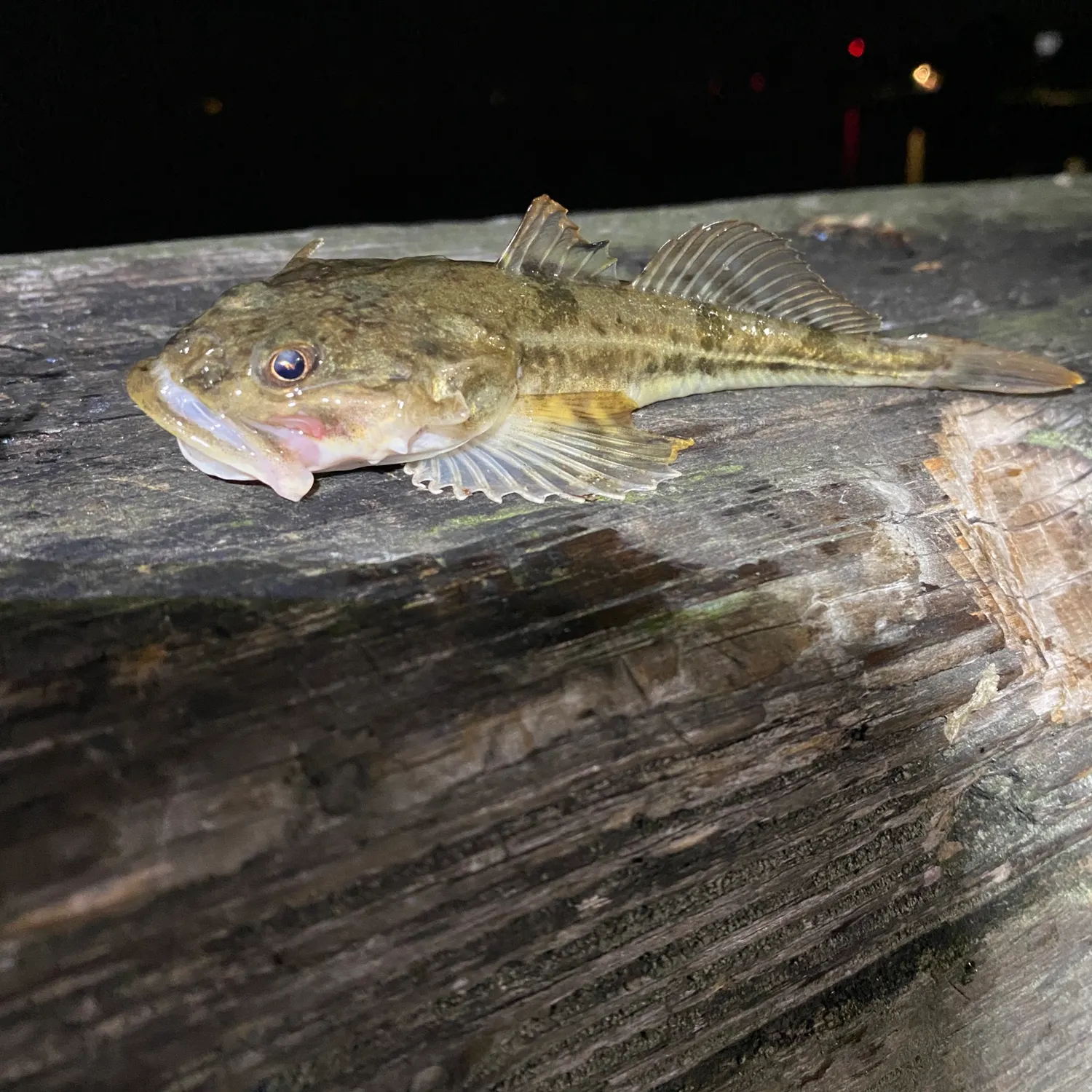 The most recent Pacific staghorn sculpin catches on Fishbrain