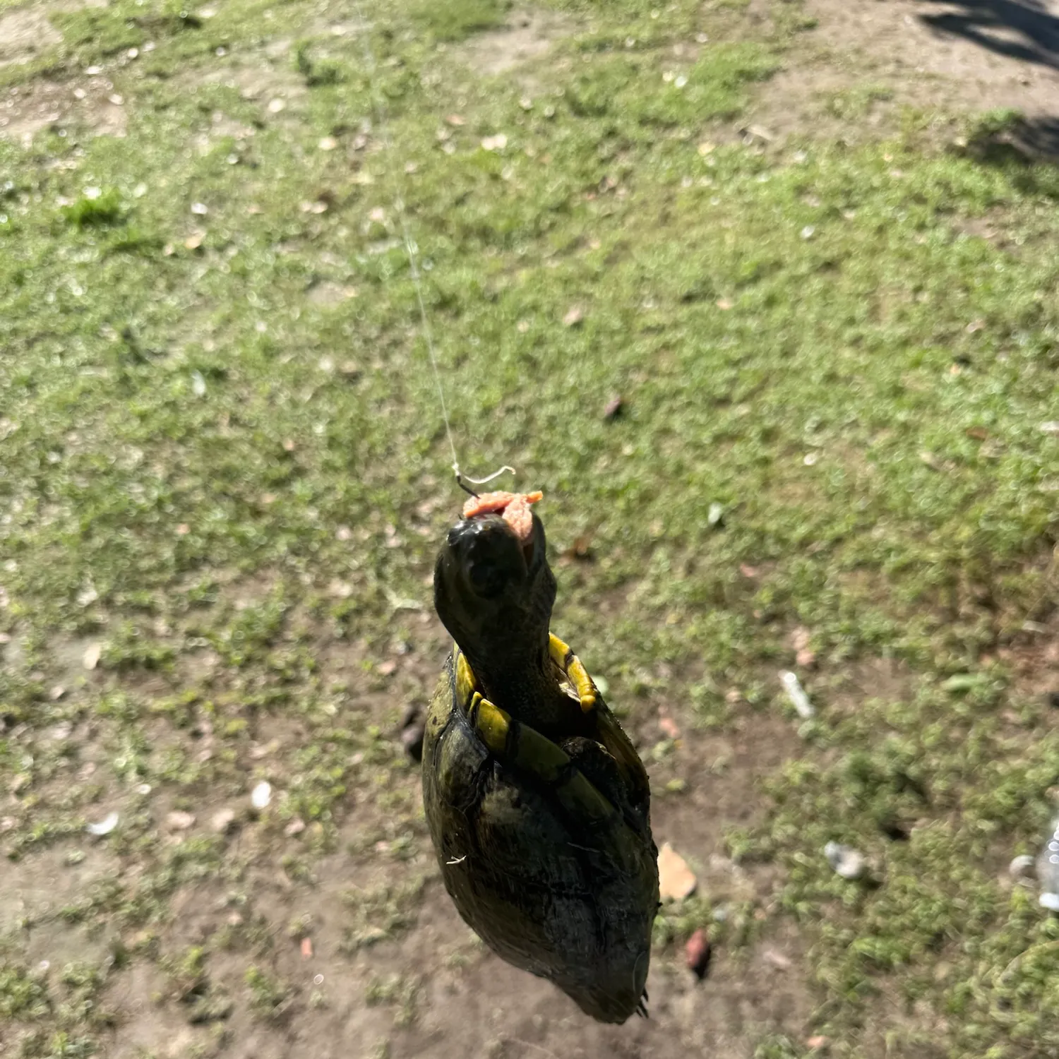 Pond slider turtle caught on Fishbrain