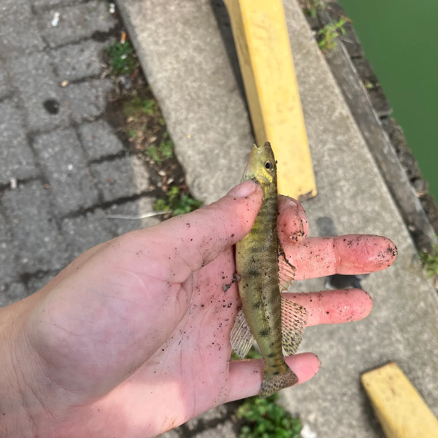 Common logperch caught on Fishbrain