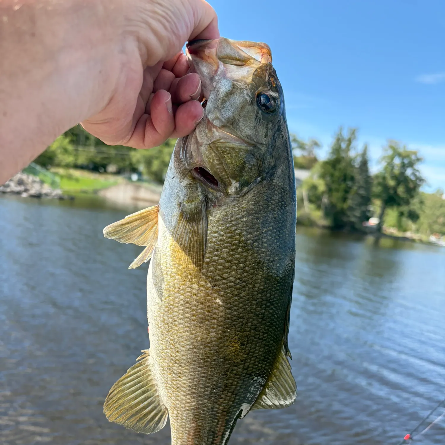 Smallmouth bass caught on Fishbrain
