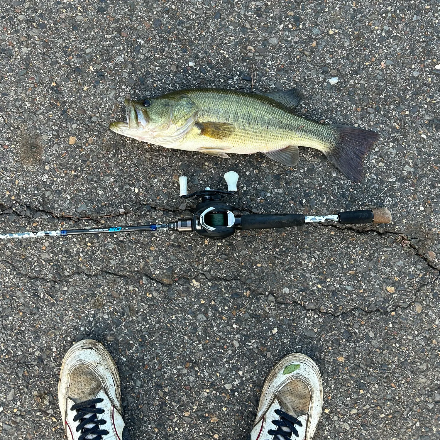 Largemouth bass caught on Fishbrain