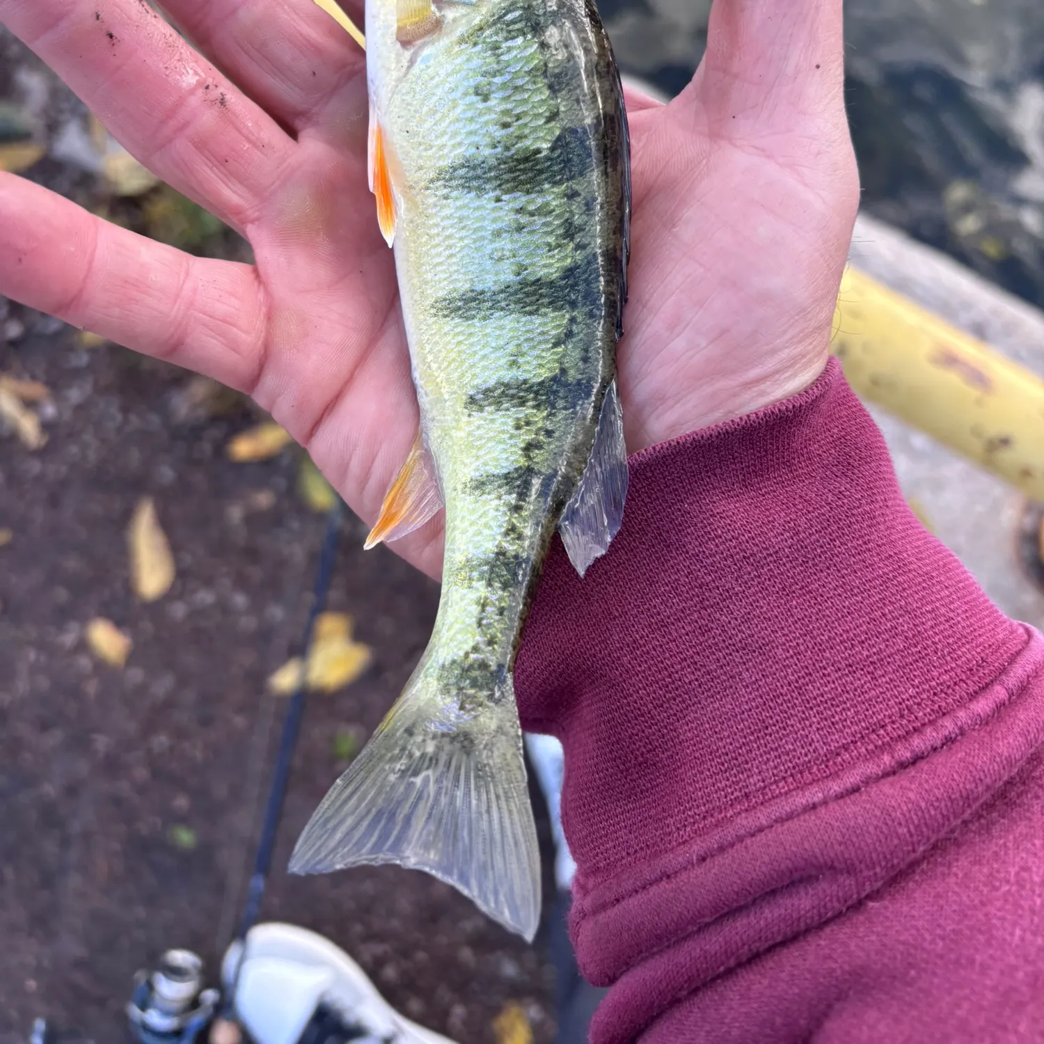 Yellow perch caught on Fishbrain