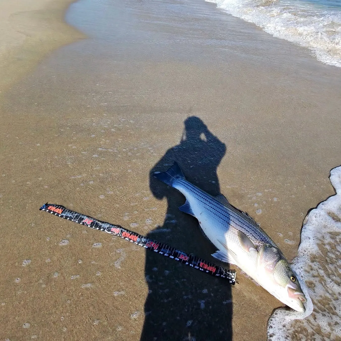 Striped bass caught on Fishbrain