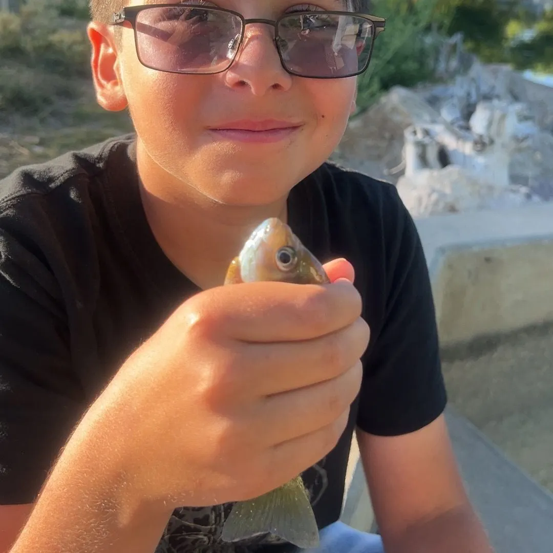 The most recent Bala shark catches on Fishbrain